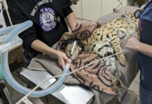 ‘Cocaine Cat’ Escaped Owner, Will Now Live at Cincinnati Zoo