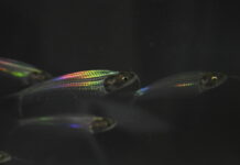 How This Little See-through Fish Gets Its Rainbow Shimmer