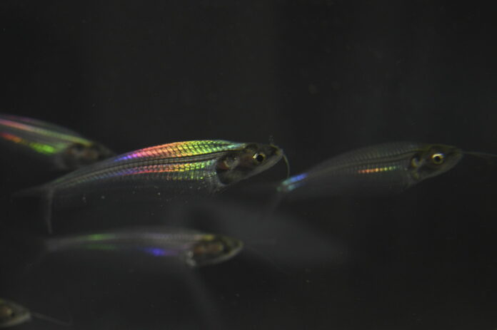 Rainbow Fish