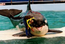 52 Years After Capture, Orca Lolita May Return to Pacific
