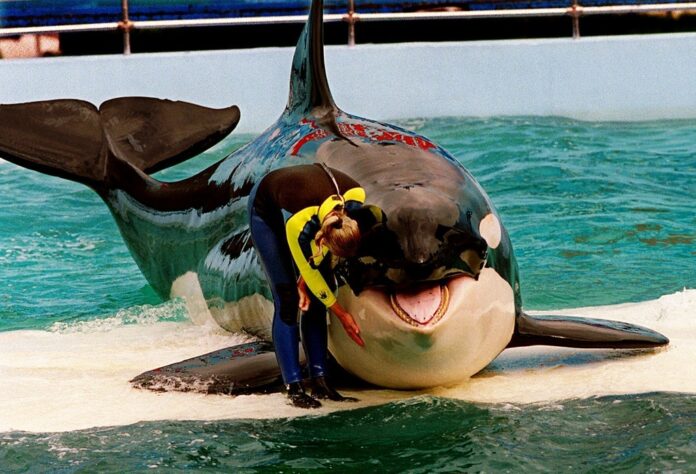 Free Lolita