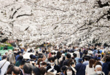 Tokyo Cherry Blossoms in Full Bloom, Matching 2nd Earliest Record