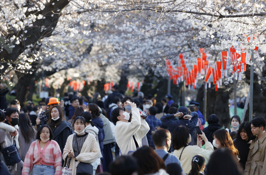 cherryblossom2