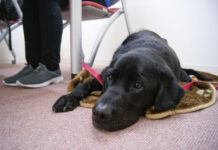 Feature: Therapy Dogs Taking Anxiety Out of Legal System for Abused Kids