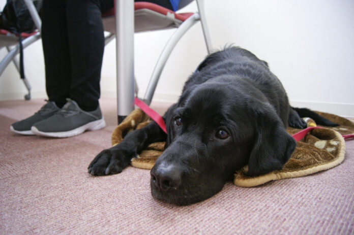 dog therapy2