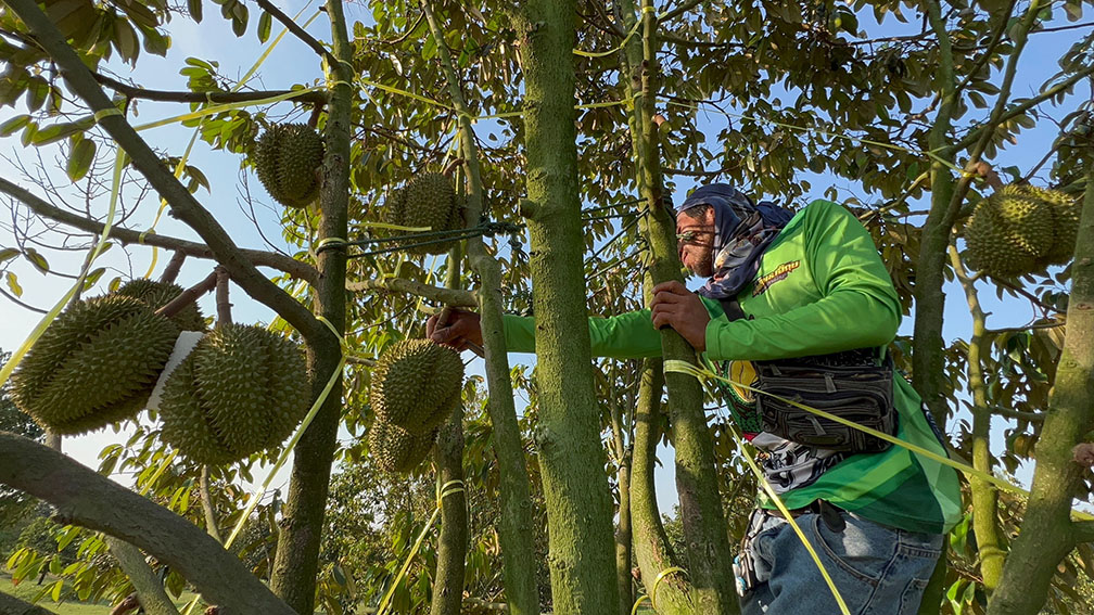 durian trat