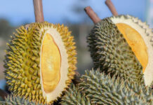 Thai Agriculture Would Increase, With a Focus on Durian Insurance