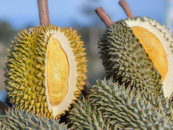 durian trat2