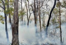 Govt Closed 89 National Parks To Curb Wildfires, Reduce Dust