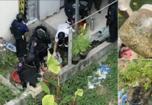 Marijuana Concerns in the Gunman-cop Case