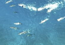 Hawaii Authorities Say 33 Swimmers Were Harassing Dolphins