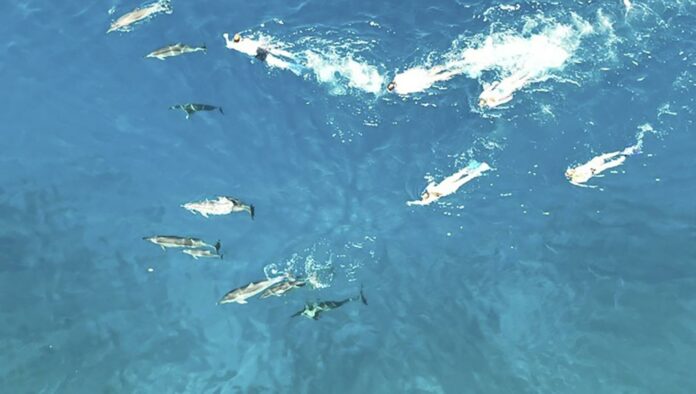 hawaii dolphin