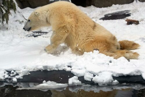 Paralyzed Polar Bear Striving for Recovery in Moscow Zoo