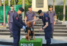 87 Police Dogs Are Awarded, Including Two That Help Solve Crimes