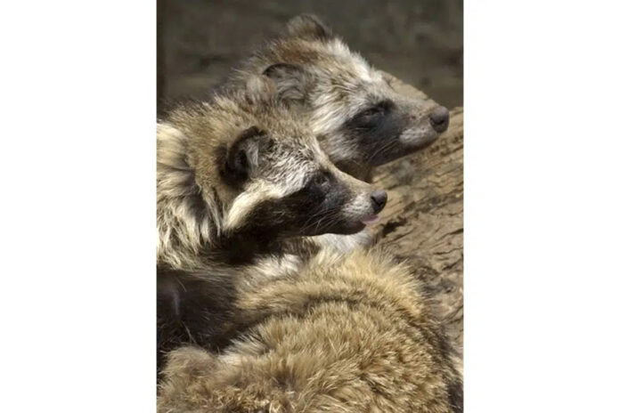 raccoon dog