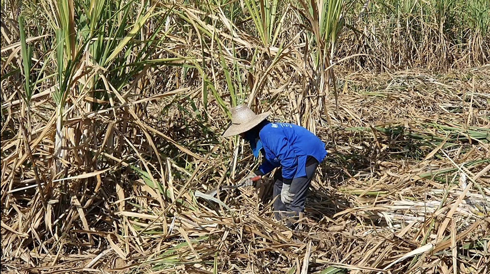 sugarcane