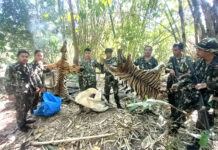 Court Jails 5 Poachers Who Killed Bengal Tigers in a National Park