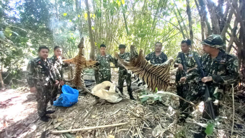 Court Jails 5 Poachers Who Killed Bengal Tigers in a National Park