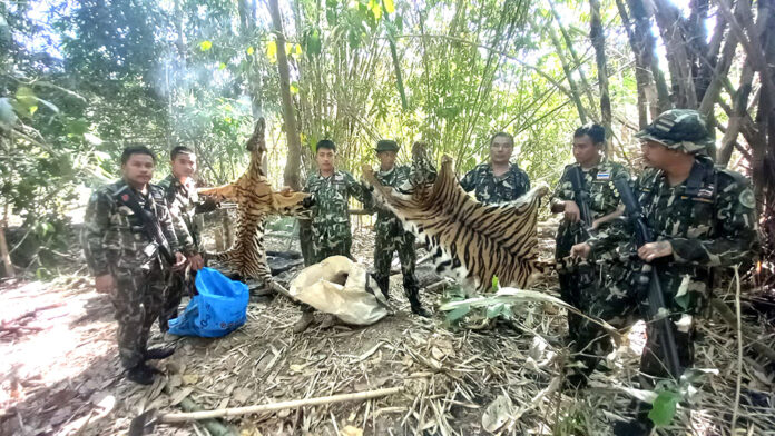 tiger jail1