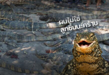 Water Monitor Meat Was Not Destined for Fish Balls