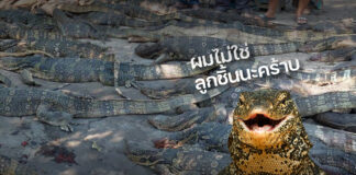 Water Monitor Meat Was Not Destined for Fish Balls