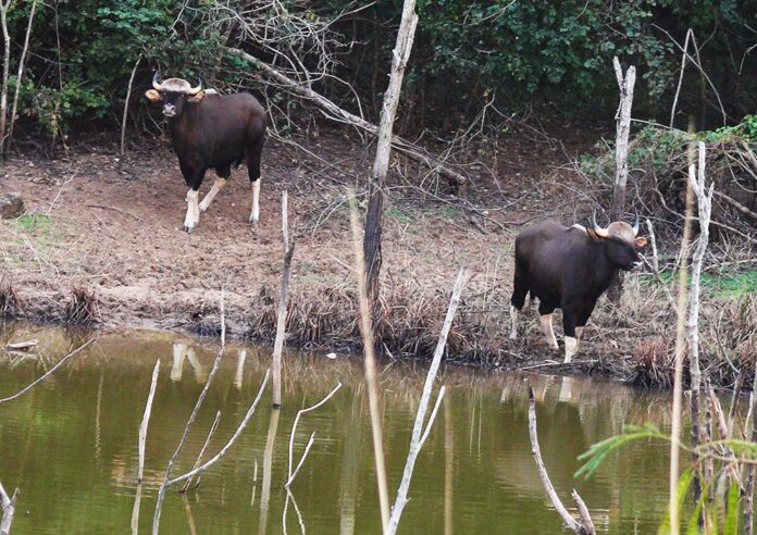 water ot wild3