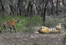 As Tiger Count Grows, India’s Indigenous Demand Land Rights