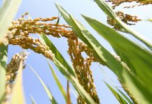 China Launches Big Data Platform for Rice Industry Development
