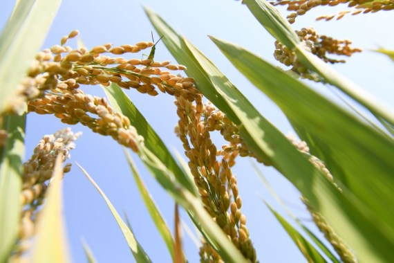 china rice2