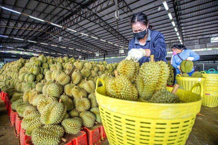 Thailand's Durian Export to China Facilitated by China-Laos Railway