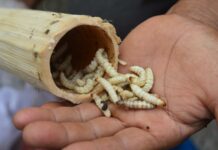 Thai Edible Insects Exporters Expand Markets to Singapore