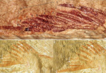 Fossilized Galeaspid Species With “Nine Tails” Discovered
