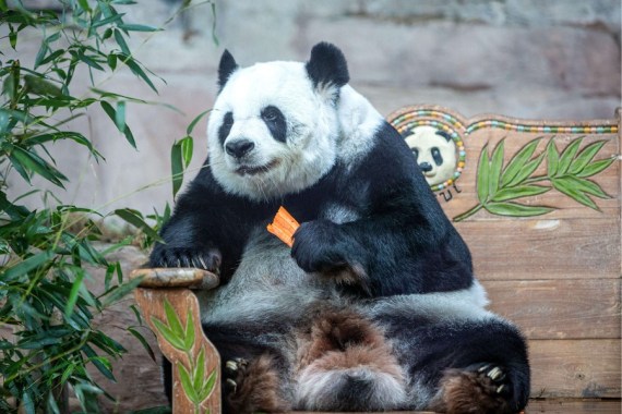 panda linhui