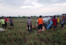 Six Cows Die From Lightning As Isan Faces A Severe Rainstorm
