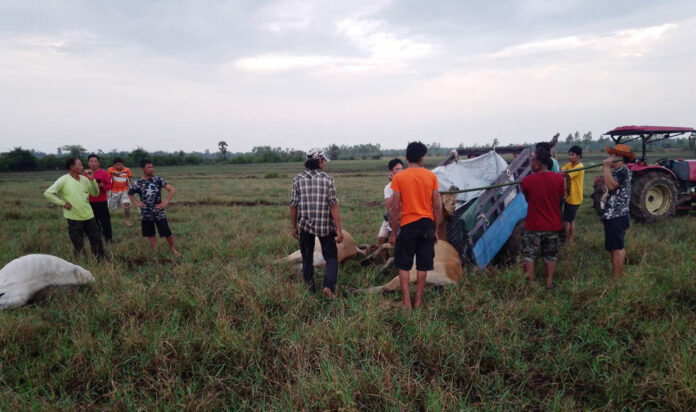 cow sisaket1