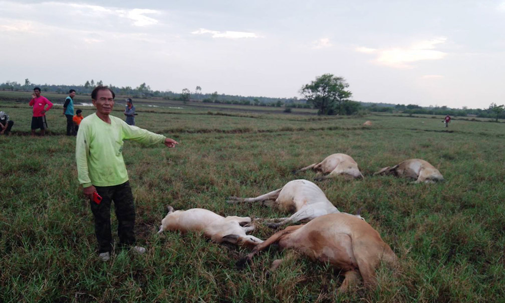 cow sisaket2