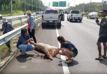 Mysterious Deer Runs Off the Road, Crashes With A Car, And Dies