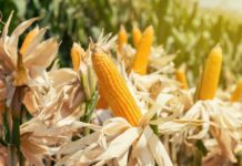 CP Group pledges to source sustainable corn in accordance with the “No Mountain-No Burn-We Buy” policy.