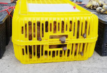 Police Arrest Monkey Smuggling Gang Exporting Meat To China