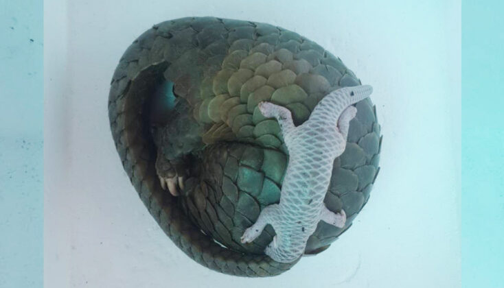 A Pangolin That Shows Up In A House, Gives Birth To A Baby