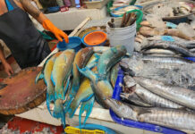 DMCR: Please Do Not Eat Bramble Shark And Parrotfish