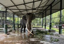 Thailand Sets Date to Bring Back Poor Elephant Plai Sak Surin