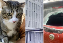 Fat Cat 8.5 Kilo Falls Through A Car’s Window Seems Fine