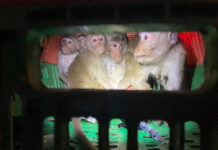 A Thai And A Cambodian Are Arrested For Smuggling Macaques