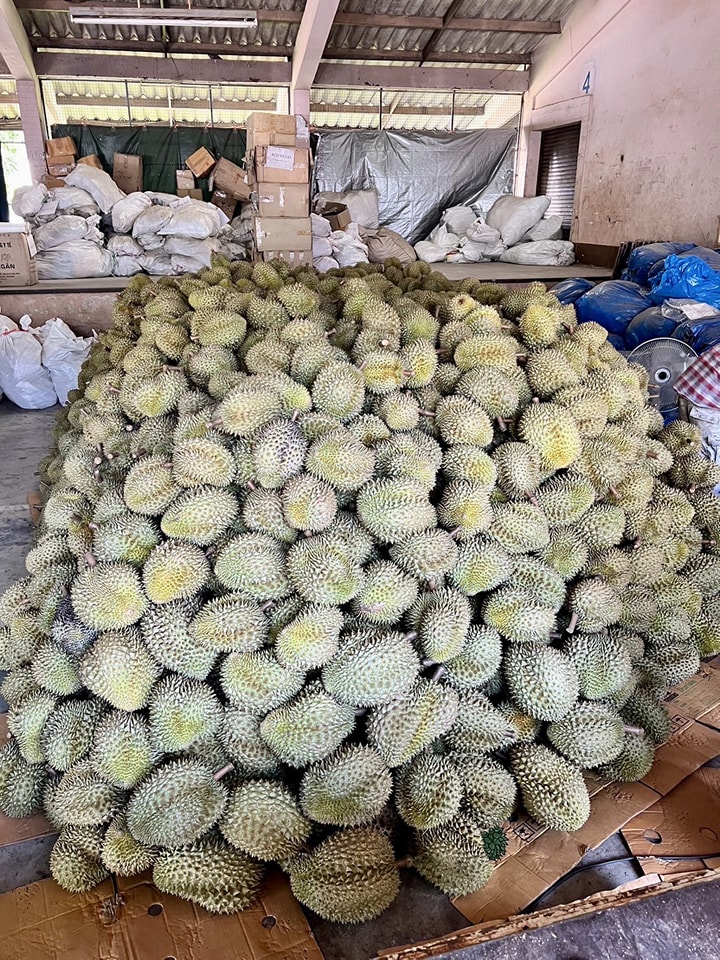 custom durian3