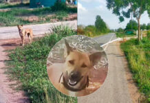 An Abandoned Dog Has Been Waiting for Her Owner for 2 Months