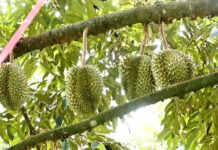 Thai Durian Exports to Vietnam Soar 10,000% as New Gateway to China