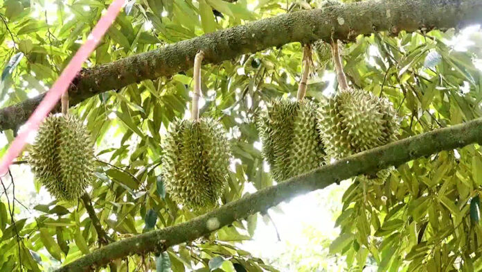durian chantaburi1