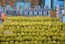 Thai Durian on the Upswing: Export Prices to China at Record