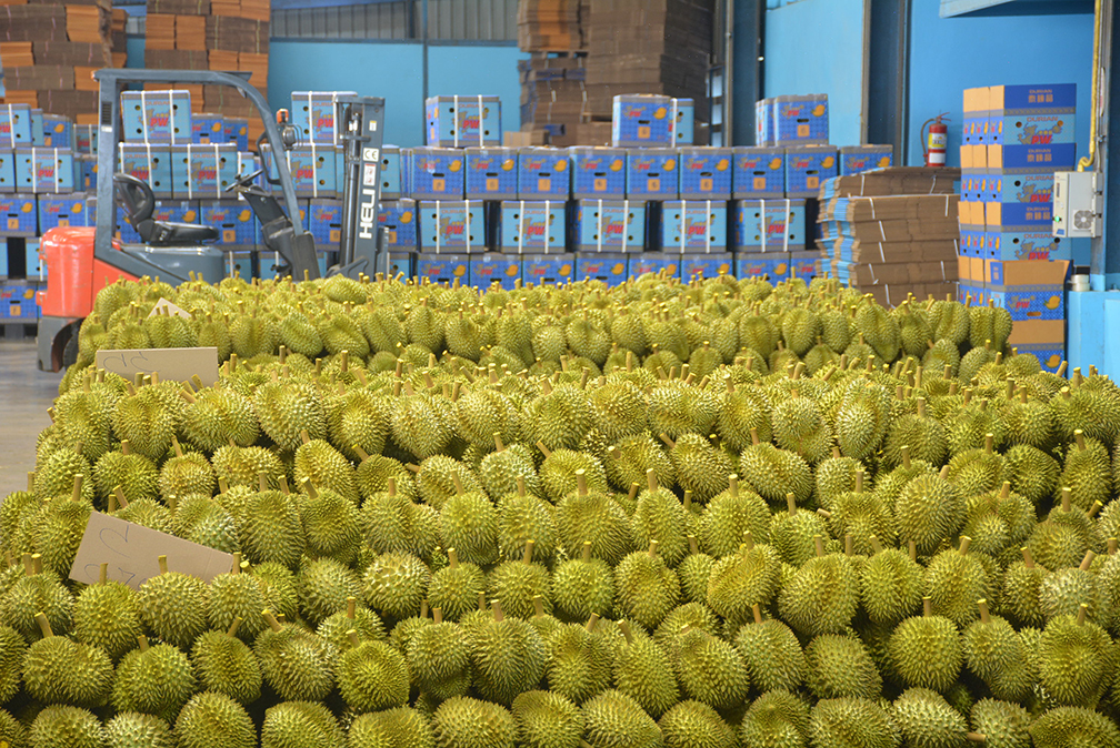 eastern durian1